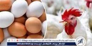 أسعار البيض اليوم السبت 2-11-2024 في الدقهلية - أحداث اليوم