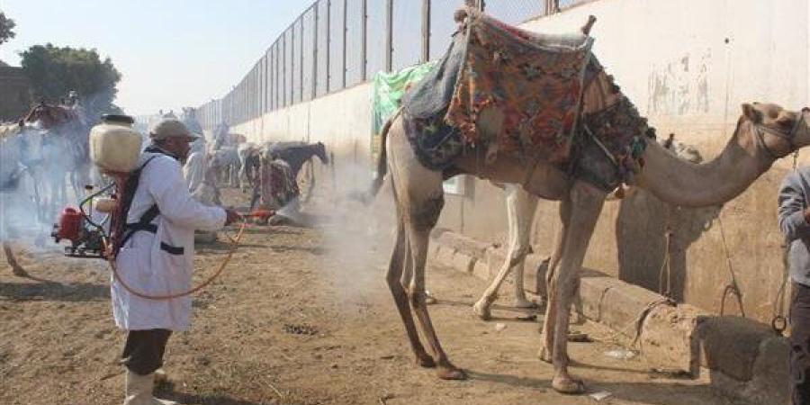 "الزراعة": فحص علاج وفحص 1800 من الخيول والإبل والحيوانات الأليفة بنزلة السمان - أحداث اليوم