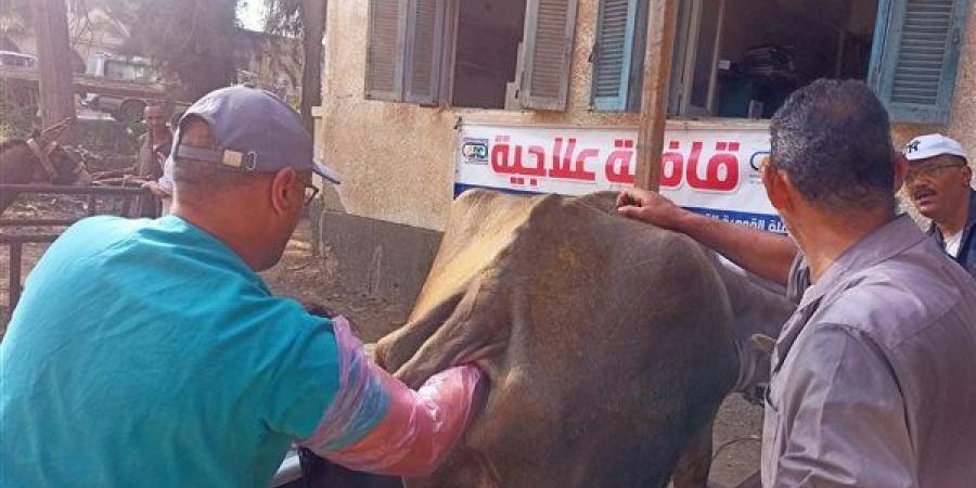 فحص 7417 راس ماشية في قافلة بيطرية لمعهد بحوث الصحة الحيوانية - أحداث اليوم