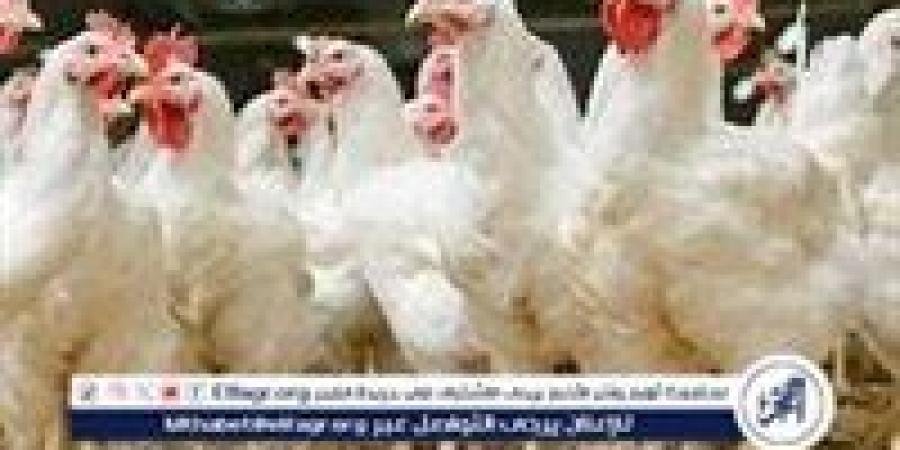 بورصة الدواجن.. أسعار الفراخ البيضاء اليوم الثلاثاء 5-11-2024 في قنا - أحداث اليوم